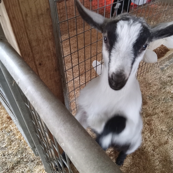 Meet your Posher, Evie - Picture 10 of 13